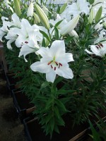 [4349 Signum TL VZ No01.JPG]